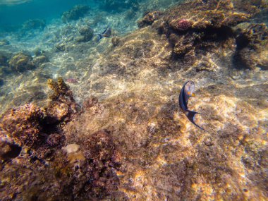 Çizgili surgeonfish Acanthurus lineatus mercan resif üzerinde yüzüyor