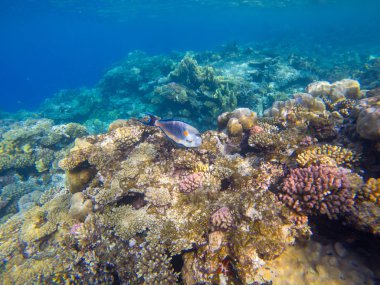 Mercanları ve tropikal balıkları olan harika ve güzel sualtı dünyası..