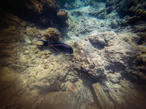 Coral and Fish-surgeon in the Red Sea. Egypt, Africa