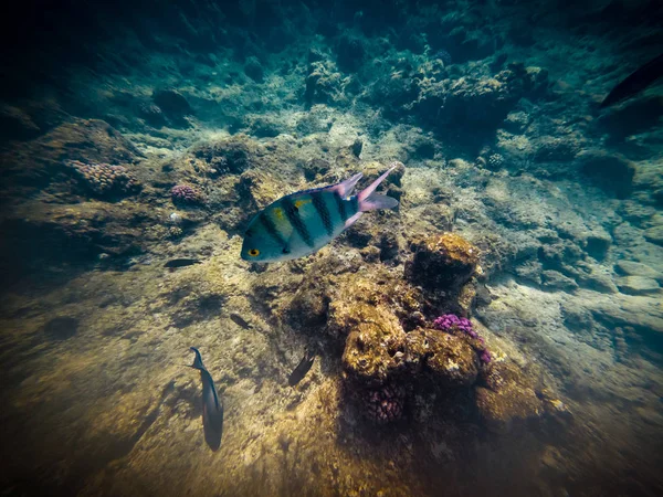 Sergeant Major Abudefduf Vaigiensis Rudém Moři Egypt — Stock fotografie