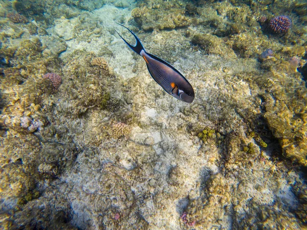 Shoal Surgeon fish at the red sea coral reef