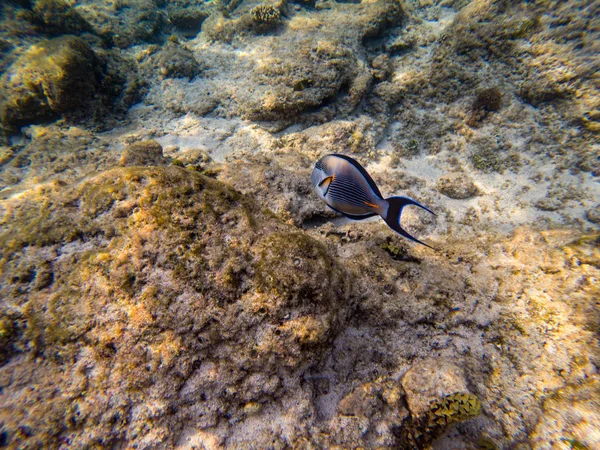 Риба Хірург Shoal Кораловому Рифі Червоне Море — стокове фото