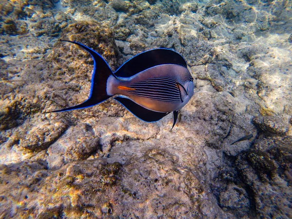 Shoal Surgeon fish at the red sea coral reef. View in backside