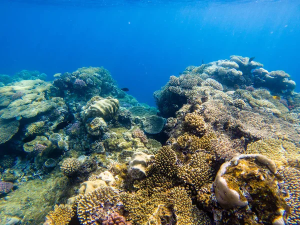 Mercan ve deniz süngerleri