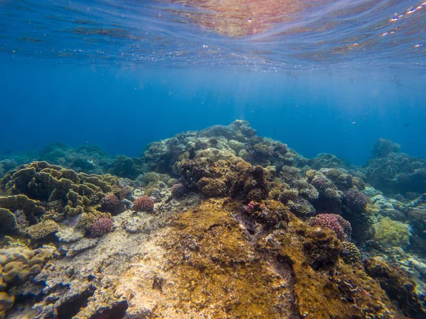 Underwater Panorama Fish Coral — Stock Photo, Image