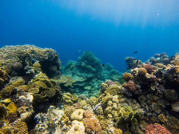 Beautiful Coral Reef Tropical Fish Underwater Marine Life — Stock Photo, Image