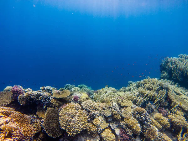 Coral reef with branching coral and colorful tropical fish swimming underwater in a natural marine ecosystem attracting eco-tourism and divers