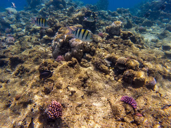 fotoğraf üzerinde bir mercan kayalığı tropikal balık