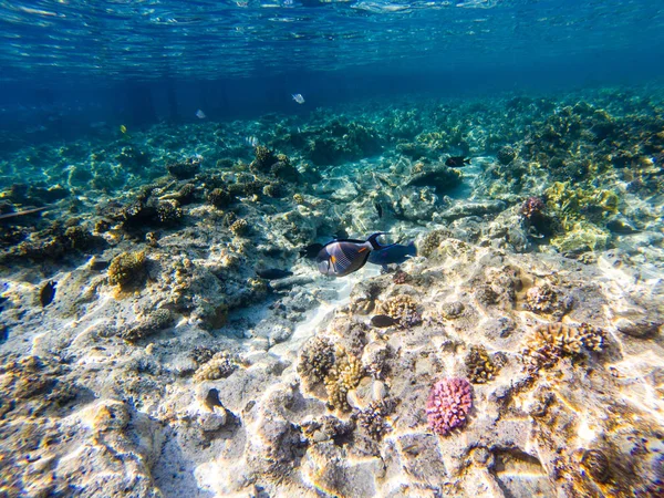 Рыба Хирург Acanthurus Shoal Плавает Мелководье Над Коралловым Рифом Отражаясь — стоковое фото