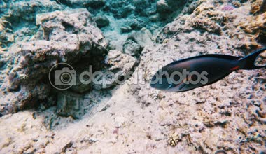 Balık sürüsü surgeonfish (Acanthurus shoal) mercan kayalığı, Kızıldeniz, Marsa Alam, Abu Dabab, Mısır çember kadar kapatın