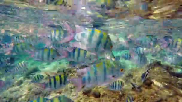 Large School Fish Indo Pacific Sergeant Abudefduf Vaigiensis Swimming Water — Stock Video