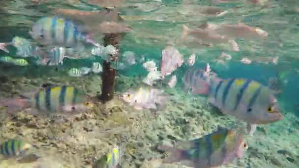 Nature Sous Marine Océan Tropical Scène Poissons Nourrissant Eaux Chaudes — Video
