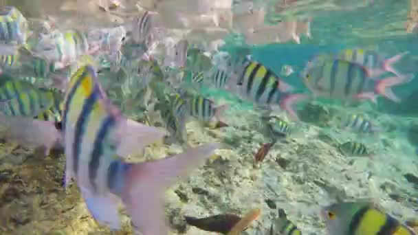Escuela Sargento Indo Pacífico Nada Sobre Arrecife Coral Mar Rojo — Vídeo de stock