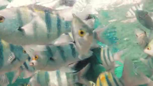 Homme Masqué Plongeant Snorkeling Dans Récif Corallien Ecole Poissons Scène — Video