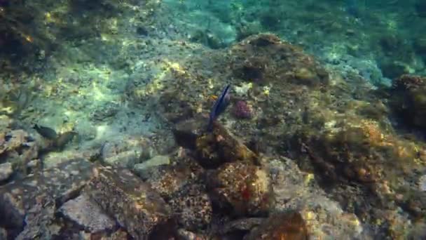 在红海的鱼外科医生和美丽的珊瑚礁 — 图库视频影像