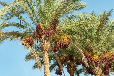 mavi gökyüzünün altında tarihi palms dallarında