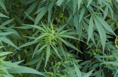 Alan siyah arka planda büyüyen yeşil kenevir bitkisi