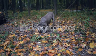 Bir av köpeği ırkı ormandaki yerdeki bir delik kazma Weimaraner (gümüş hayalet)