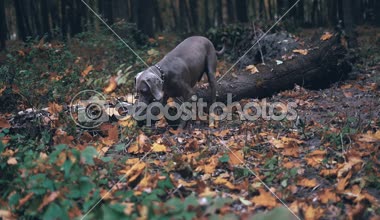 av köpeği ırkı ormandaki yerdeki bir delik kazma Weimaraner (gümüş hayalet)