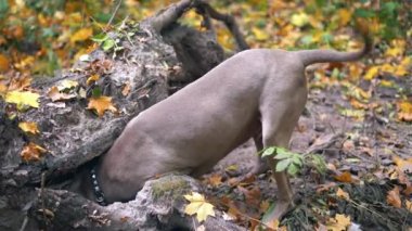 Bir av köpeği ırkı ormandaki yerdeki bir delik kazma Weimaraner (gümüş hayalet)