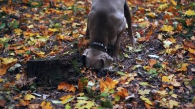 Ağır çekim bir avcılık köpek doğurmak ormandaki yerdeki bir delik kazma Weimaraner