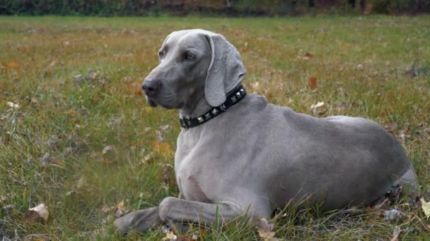 Hond Weimaraner Portret Achtergrond Van Zomer Groen Gras — Stockvideo