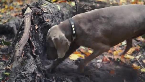 狩猟犬繁殖ワイマラナー シルバー ゴースト 森林の地面に穴を掘る — ストック動画