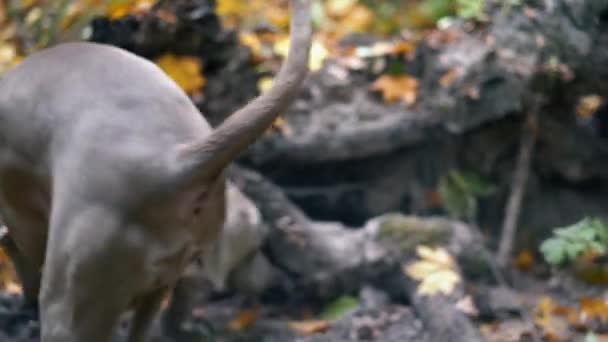 Cão Caça Raça Weimaraner Silver Ghost Cavar Buraco Chão Floresta — Vídeo de Stock