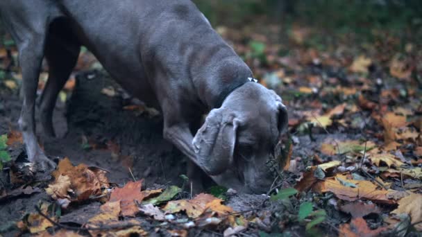 Gerakan Lambat Anjing Pemburu Weimaraner Hantu Perak Menggali Lubang Tanah — Stok Video