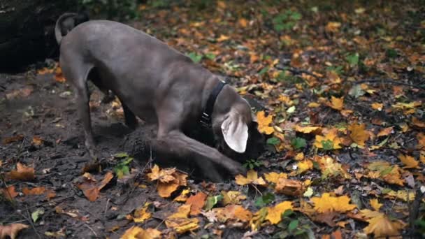 Yavaş Bir Avcılık Köpek Doğurmak Weimaraner Gümüş Hayalet Ormandaki Yerdeki — Stok video