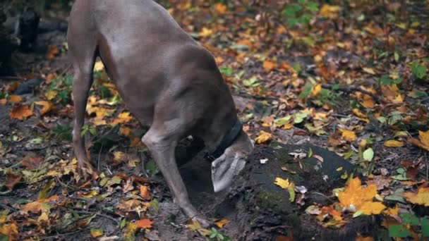 Αργή Κίνηση Του Έναs Κυνήγι Σκύλοs Breed Weimaraner Σκάβοντας Μια — Αρχείο Βίντεο