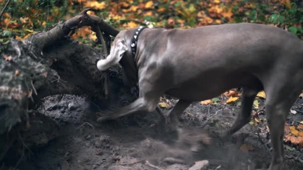 狩猟犬犬ワイマラナーの森では地面に穴を掘りのスローモーション — ストック動画