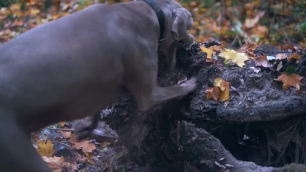 Movimiento Lento Una Raza Perros Caza Weimaraner Cavando Agujero Suelo — Vídeo de stock