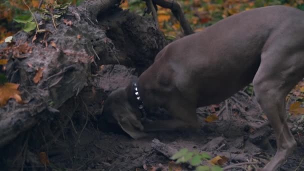 Weimaraner 숲에서 구멍을 파기의 슬로우 — 비디오