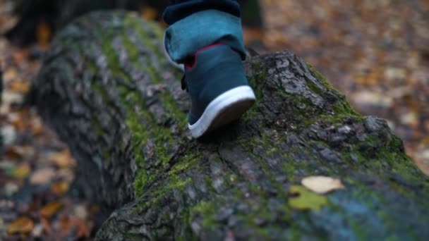 Pojke Fot Steg Promenader Fallna Träd Logga Hösten Skogen Och — Stockvideo