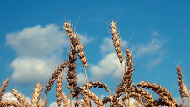 Pšeničné Uši Proti Modré Obloze — Stock video