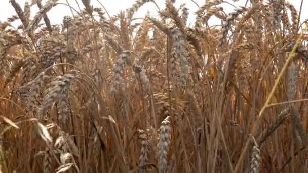 Close Yellow Barley Plants Wheat Field Sunset — Stock Video