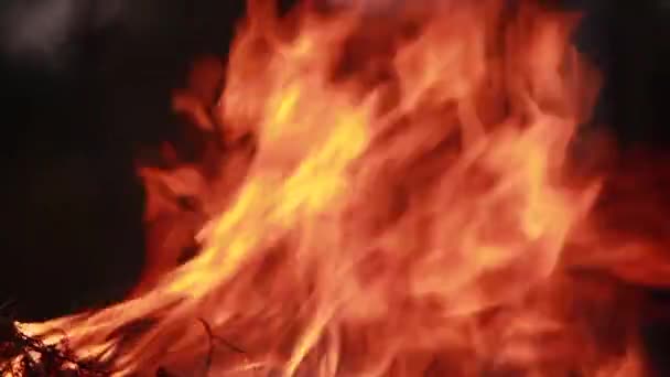 Κάψιμο Πυρκαγιάς Κοντινό Πλάνο Της Φωτιάς — Αρχείο Βίντεο