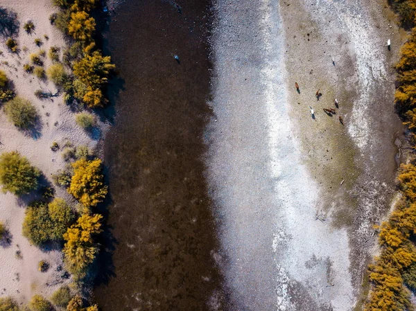 野生马饮水和放牧在河空中照片 — 图库照片