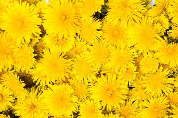 Löwenzahn Blumen Hintergrund Muster Draufsicht — Stockfoto