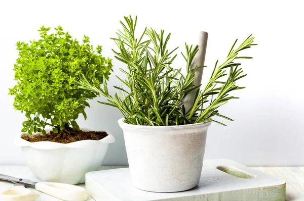 Rosemary plant in a white bowl on white background