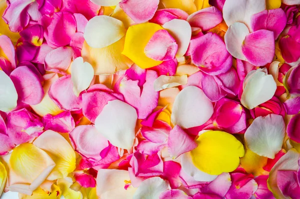Colorato Petali Rosa Modello Sfondo Vicino — Foto Stock