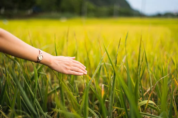 水稲の分野に触れる女性の手のクローズ アップ — ストック写真