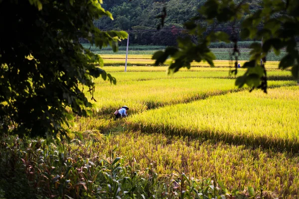 中国の広西省でフィールドで米を選ぶ農夫 — ストック写真