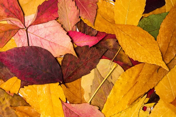 Őszi Levelek Egy Halom Így Háttérben — Stock Fotó