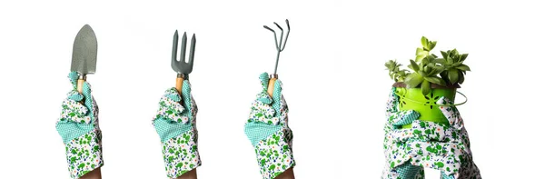 Händer Handskar Håller Trädgårdsredskap Och Houseleek Växt — Stockfoto