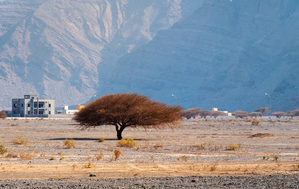 Árbol Pequeño Solitario Desierto Con Fondo Rocoso — Foto de Stock