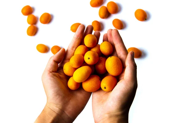 Hand Met Kumquat Fruit Geïsoleerd Wit — Stockfoto