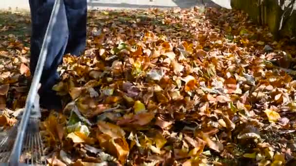 Man Verzamelen Gevallen Herfst Bladeren Tuin — Stockvideo