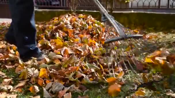 Mann Sammelt Gefallenes Herbstlaub Hof Ein — Stockvideo